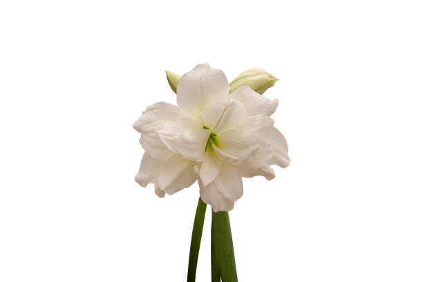 istock White Lily flower bloom isolated on white background included clipping path. 1358020623