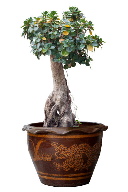 ficus microcarpa in vaso isolato su sfondo bianco incluso percorso di ritaglio. - ginseng bonsai tree fig tree banyan tree foto e immagini stock