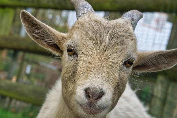 милые маленькие козочки с прямым зрительным контактом. - lamb animal farm cute стоковые фото и изображения