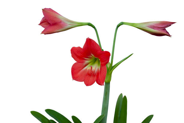 istock Red hippeastrum or amaryllis flowers bloom isolated on white background with clipping path. 1358020667