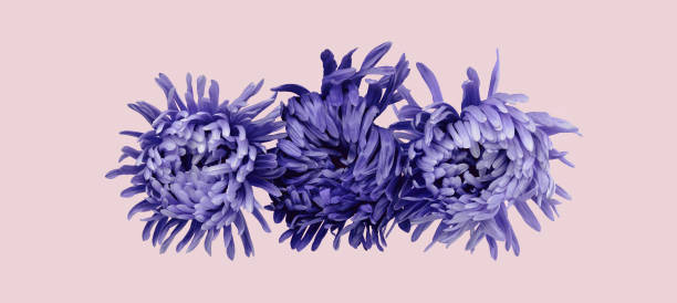 istock Violet aster flower closeup chrysanthemum type on pink 1358020677