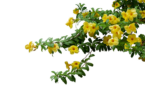 Yellow Allamanda cathartica flowers bloom on tree in the garden isolated on white background included clipping path.