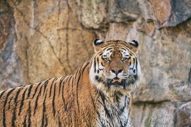 Close up of a tiger face with mouth open, tongue and fangs out