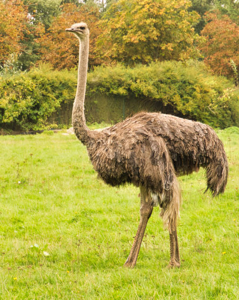 istock bird ostrich in profile. long legs 1358020742
