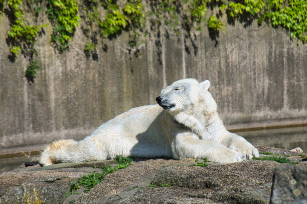 tired and sad polar bear in zoo