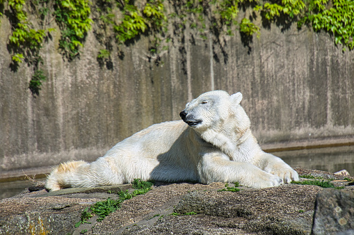 polar bear from zoo lying and relaxed. huge predator that is very interesting.