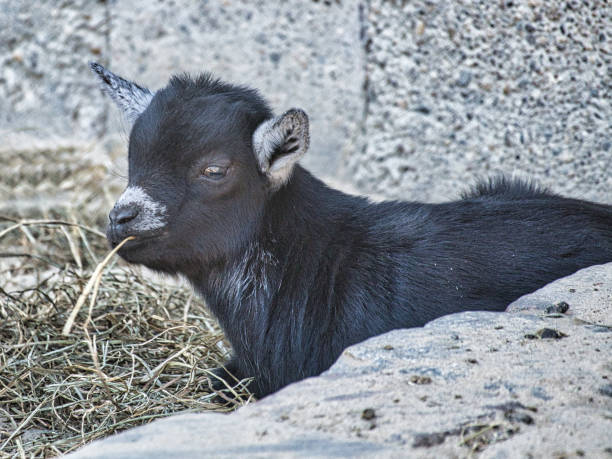 young goats at petting zoo. totally playful.