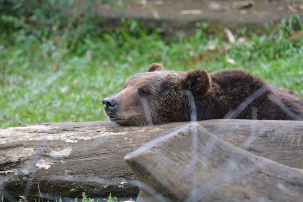 istock The brown bear, Ursus arctos 1358020877