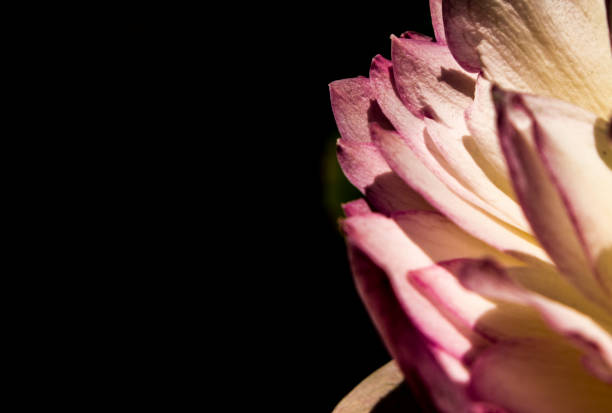 Close-up of lotus petal