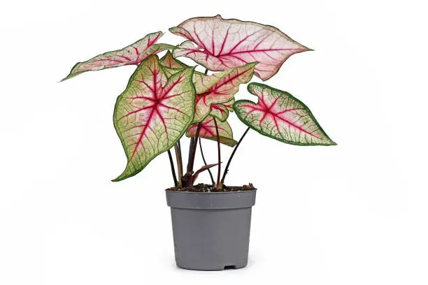 Photo of Caladium White Queen plant