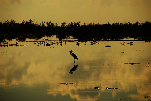 dawn in the swamp. Swamp heron. silhouette of a marsh heron at dawn. Zapata swamp in Cuba