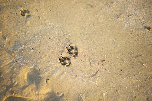 footprints of a small dog on a sandy beach. - paw print animal track footprint beach imagens e fotografias de stock