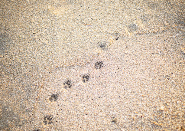 istock Footprints of a small dog on a sandy beach. 1358021730