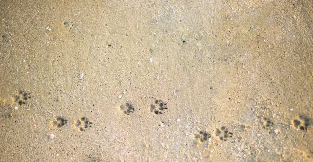 Footprints of a small dog on a sandy beach.