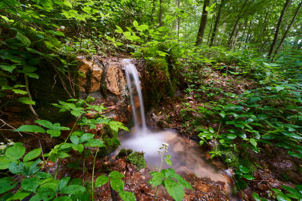 a small waterfall in the middle of a deciduous forest