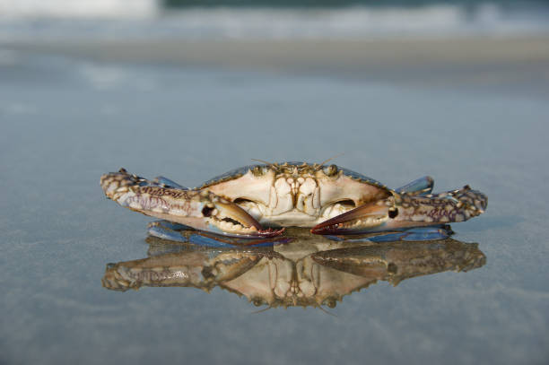 istock floating blue crab. a floating crab sits on a beach at low tide 1358021843