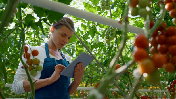 istock Agribusiness owner checking tomatoes quality with technological tablet in farm 1358022270