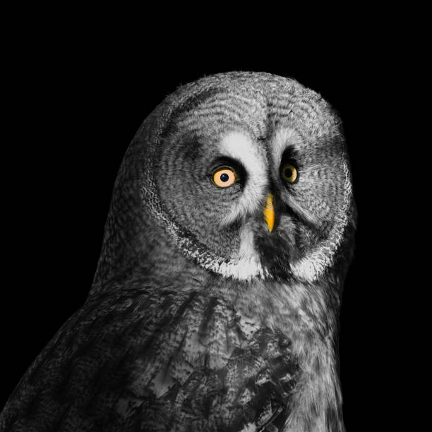 istock close up of great grey owl 1358024670