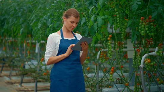 Agronomist team inspecting tomato cultivation in greenhouse. Two farmers using tablet pad researching data in modern farm. Agribusiness owners analyze vegetable crop. Agrictulture business concept.