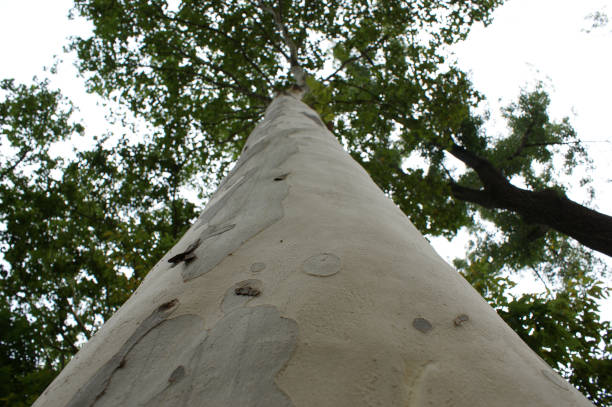 istock sycamore bark. texture of old sycamore bark 1358024884