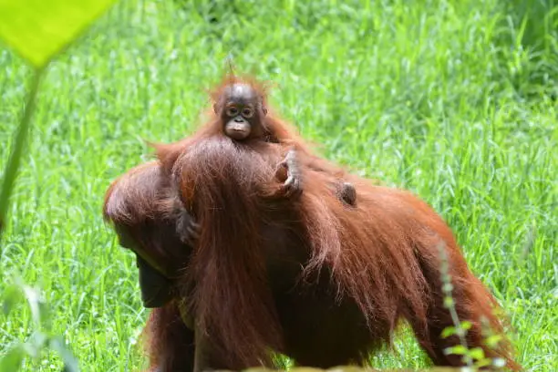 Photo of The Female and Baby Bornean orangutan, Pongo pygmaeus