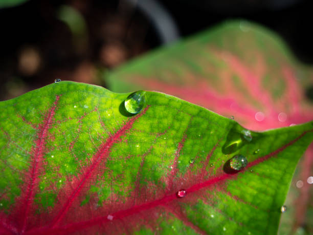 istock Rain Drops on The Fancy leaved Caladium Leaves 1358025131