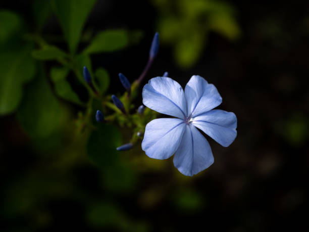 istock Single Cape Leadwort Flower Blooming 1358025713