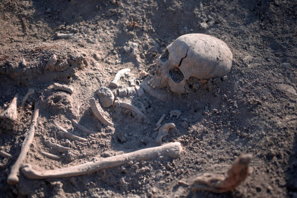Unearthed human remains at archaeological site stock photo