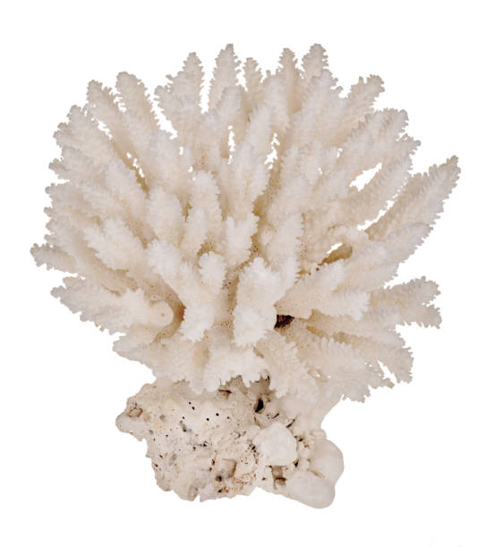 istock pure white isolated large coral 1358027978