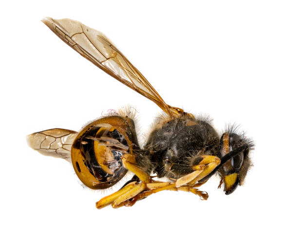 istock Dead wasp lies curled up on its side with its rump open 1358028706