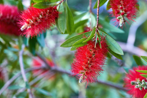 istock Callistemon , red bottlebrush flowers . Summer background. Selective focus 1358029770