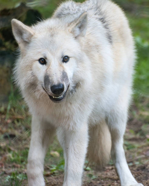 istock Young white wolf from the wolf park Werner Freund. 1358029771