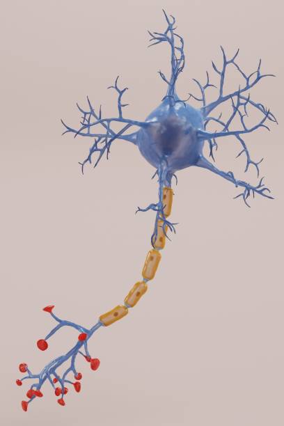 реалистичный 3d-рендеринг нейрона - medulla стоковы�е фото и изображения