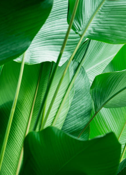 istock green tropic jungle nature leaf 1358030616