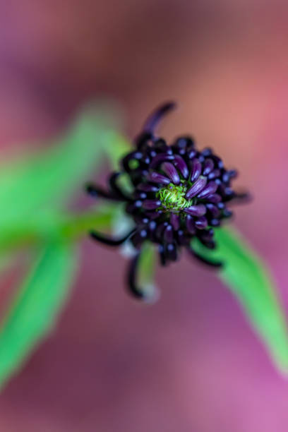 flowers captured in Bohinj valley Slovenia