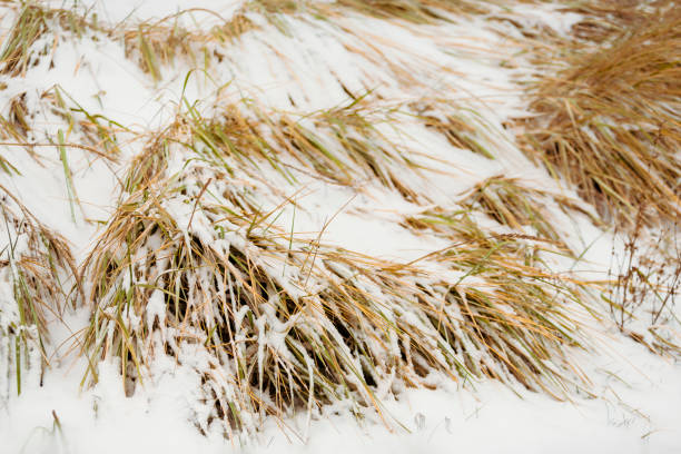 Snow-covered bushes of sandy grass Leymus arenarius  (or grate sand, Elymus sand, Leymus, Elymus arenarius). Selective focus. Selective focus. elymus stock pictures, royalty-free photos & images