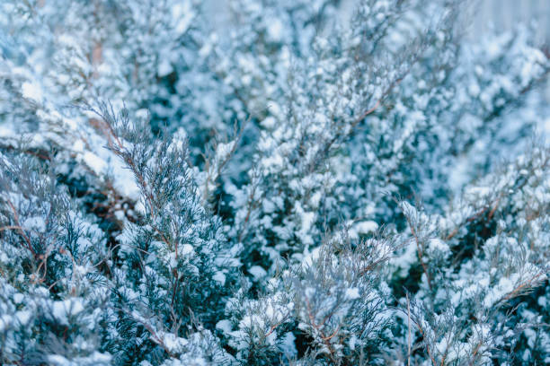 posypane pierwszym śniegiem, gałęzie pełzającego krzewu kozakiego jałowca (lub juniperus sabina). małe płatki śniegu wirują w powietrzu. - sheeted zdjęcia i obrazy z banku zdjęć