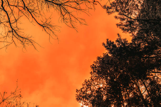 herbsthimmel bei sonnenuntergang in einem mischwald, eingerahmt von ästen von nadel- und laubbäumen. - pinaceous stock-fotos und bilder