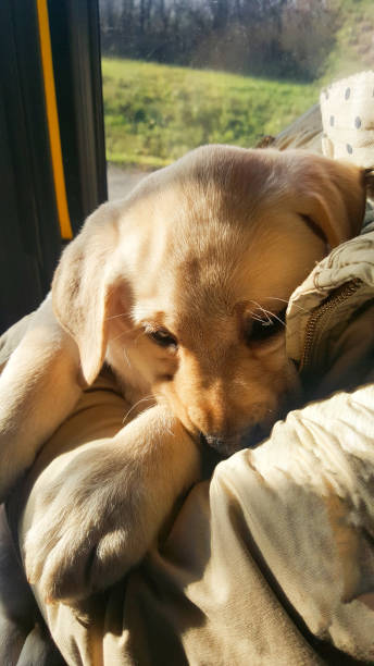 istock Young beautiul golden retriever dog 1358032524