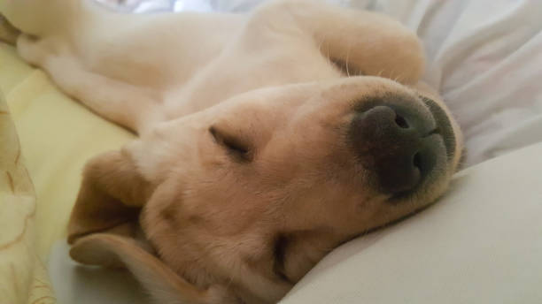 istock Yellow Labrador Puppy Sleeping on Bed 1358033311