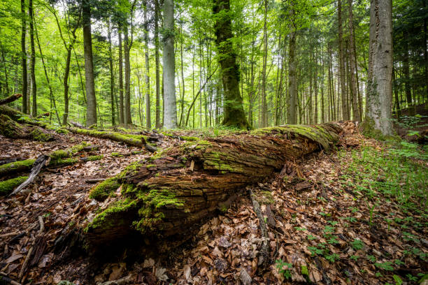 istock Teufelskeller Nature Forest Reserve - Baden Forest 1358033403
