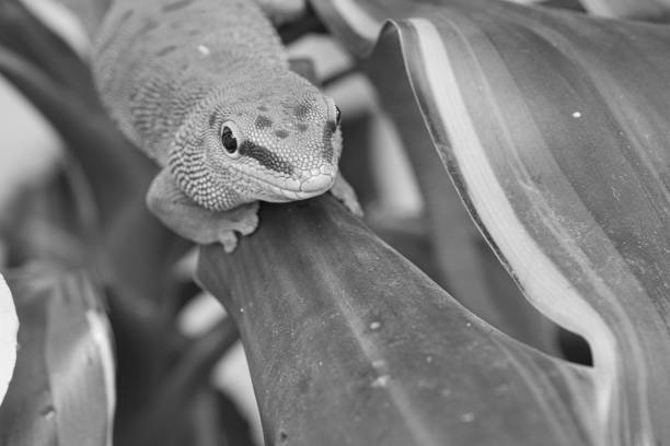 istock the emerald green gecko is and beautiful tepid predator. 1358033719