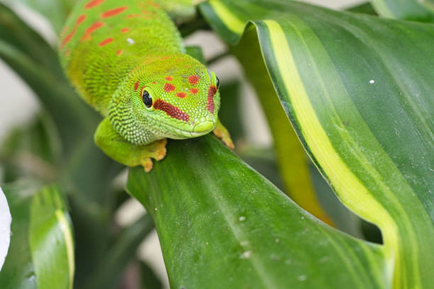 istock the emerald green gecko is and beautiful tepid predator. 1358035013