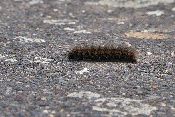 istock Caterpillar feeding on a leaf. a single animal close up. 1358035020