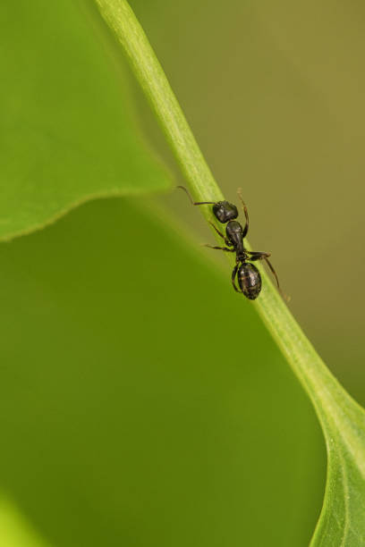 istock Busy ant in a macro shot on a leaf. 1358035051