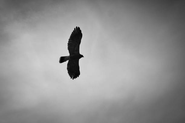 istock a bald eagle. detailed shot. graceful and proud bird. 1358035086