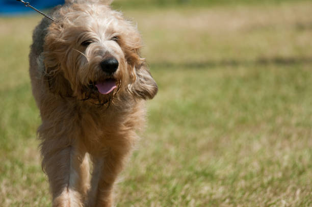 80+ Otterhound Dog Stock Photos, Pictures & Royalty-Free Images - iStock