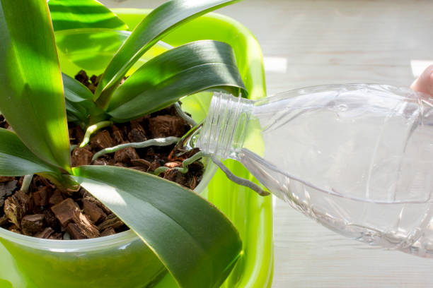 Watering orchids using the spill method. Plant care orchids. Proper care and maintenance of plants.