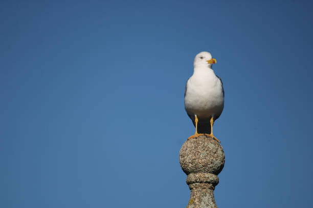 istock Portrait of a seagull looking at the camera. 1358036236