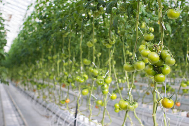 istock Tomatoes in greenhouse in springtime 1358036242